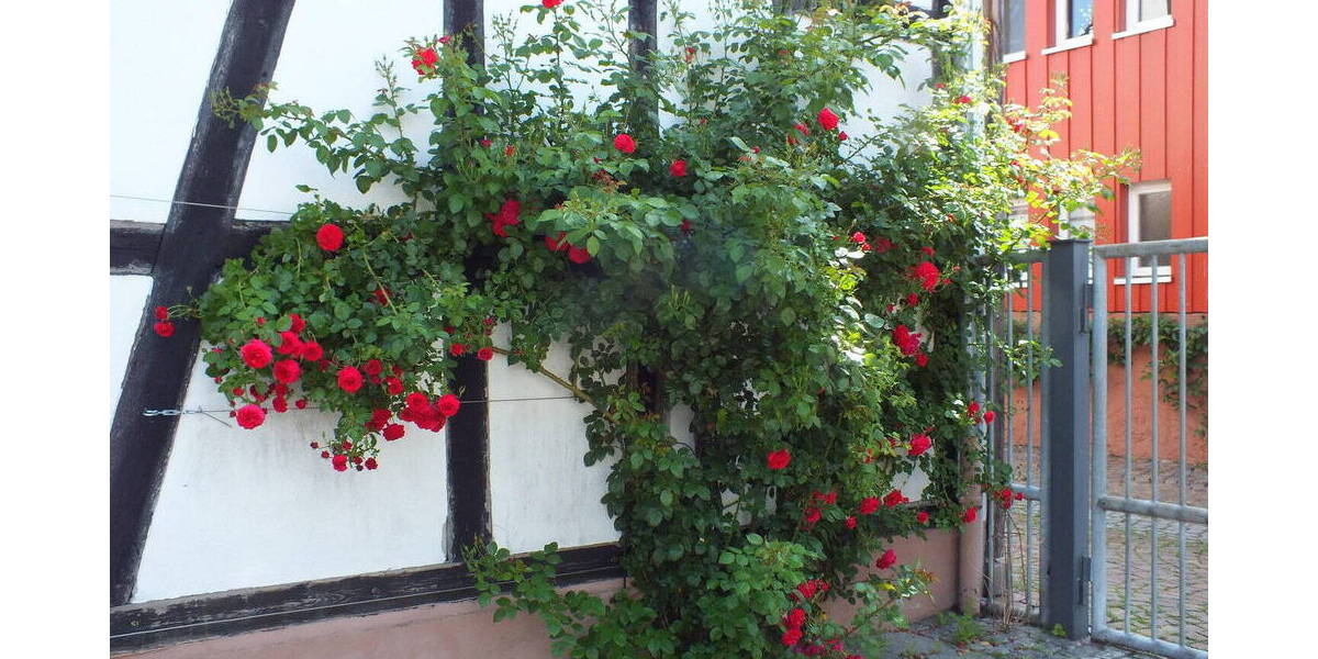 Etagenwohnung Langenselbold - 3 Zimmer, 65 m&sup2;, 670&euro; | Angebot:26092838