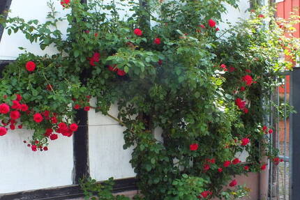 Wohnung Langenselbold - 3 Zimmer, 65 m&sup2;, 670&euro; | Angebot:26092838