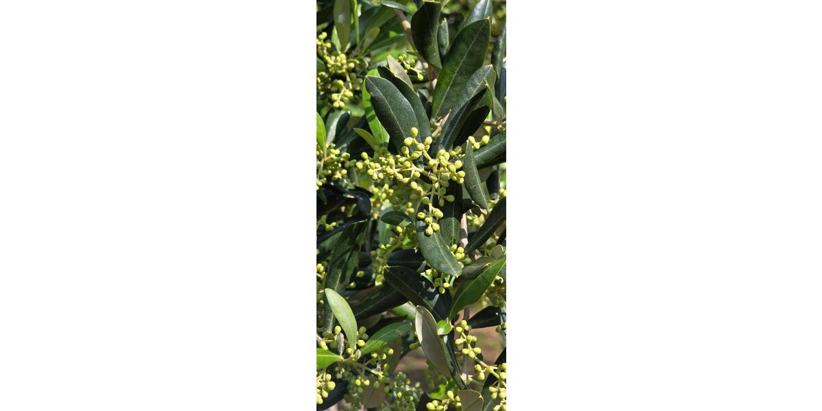 Einfamilienhaus Klingenberg am Main - 2 Zimmer, 65 m&sup2;, 130.000&euro; | Angebot:26270541