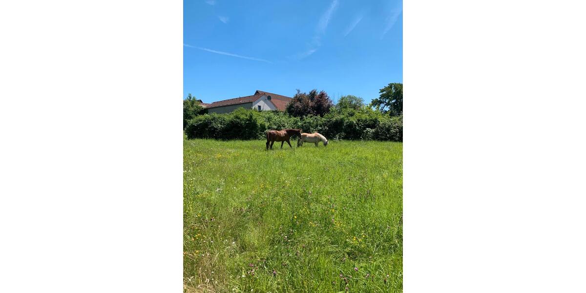 Mehrfamilienhaus, Wohnhaus Otzberg - 20 Zimmer, 560 m&sup2;, 1.195.000&euro; | Angebot:25719149