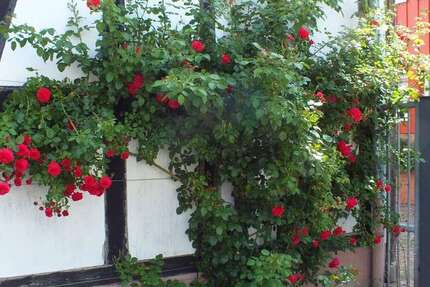 Wohnung Langenselbold - 3 Zimmer, 65 m&sup2;, 670&euro; | Angebot:26100129