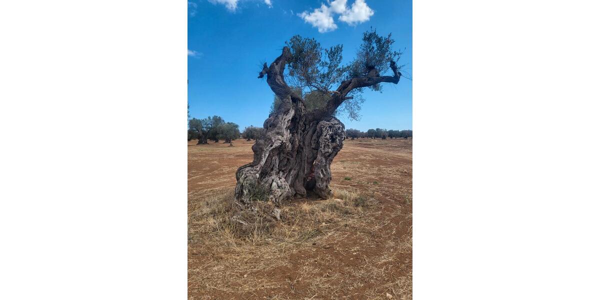 Einfamilienhaus Klingenberg am Main - 2 Zimmer, 65 m&sup2;, 130.000&euro; | Angebot:26270541