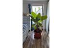 Reihenhaus Hanau Lamboy - 3 Zimmer, 81 m&sup2;, 410.000&euro; | Angebot:26961932