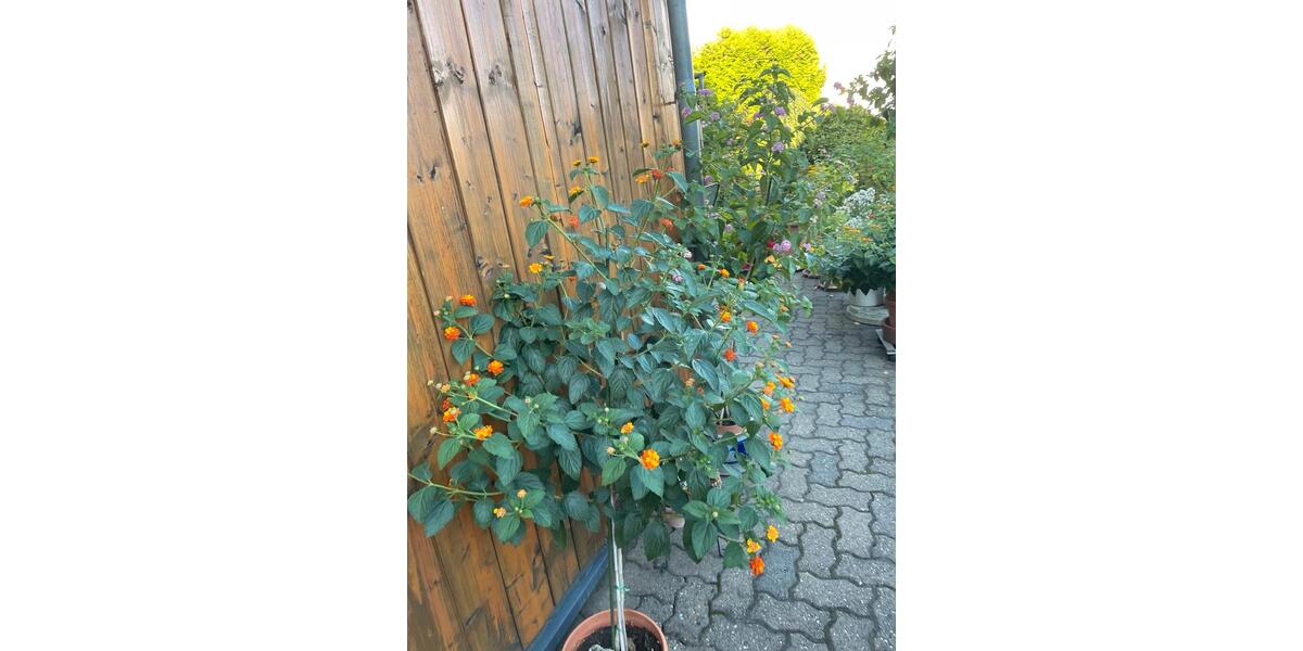 Mehrfamilienhaus, Wohnhaus Aschaffenburg Gailbach - 12 Zimmer, 250 m&sup2;, 695.000&euro; | Angebot:27083670